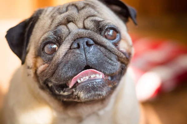 Close up of a cheerful pug dog against a background of wooden boards bathed in sunlight