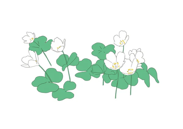 Oxalis Acetosella Thewood Sorrel Illustration Ligne Simple Sur Fond Blanc — Photo