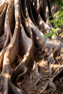 Balboa Park 'taki Yaşlı Ağacın Kökleri