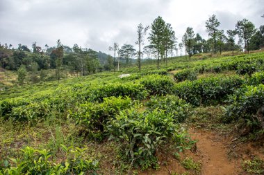 Dambulla güzel yeşil park