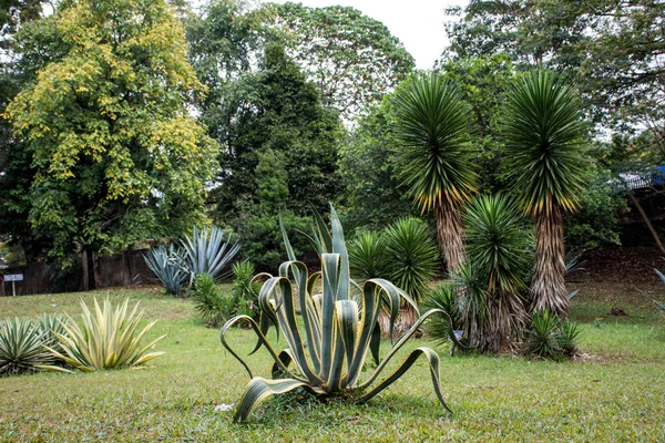 Piękny zielony park, w mieście Dambulla — Zdjęcie stockowe