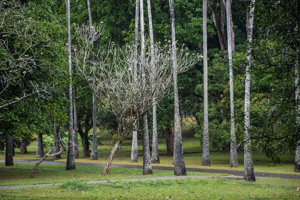 Hermoso parque verde en Dambulla — Foto de Stock