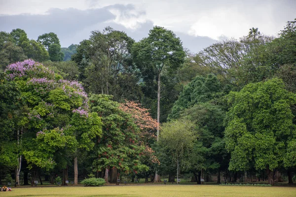 Bellissimo parco verde a Dambulla — Foto Stock
