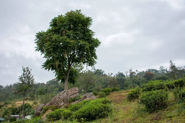 Dambulla güzel yeşil park