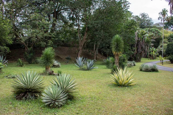 Vacker grön park i Dambulla — Stockfoto