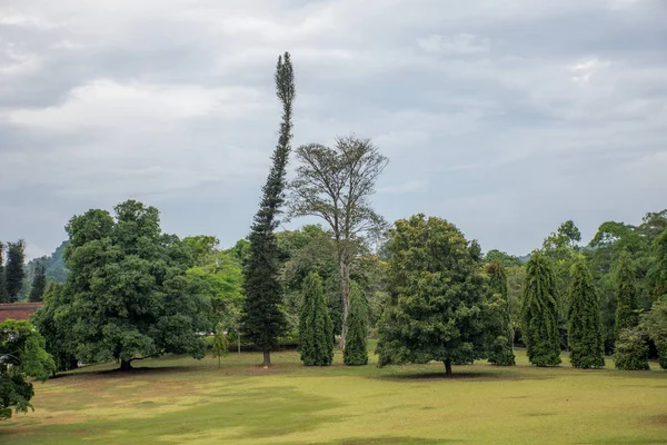 Vacker grön park i Dambulla — Stockfoto