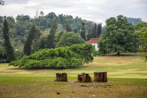 Belo Campo Verde Limpo Contra Fundo Árvores Lisas Sri Lanka — Fotografia de Stock