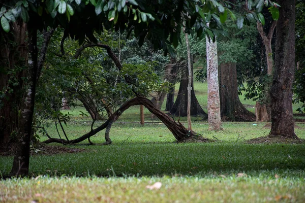 Le radici del vecchio albero nel parco — Foto Stock