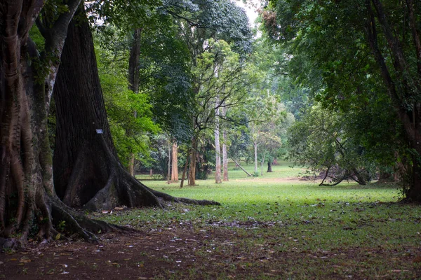 Le radici del vecchio albero nel parco — Foto Stock