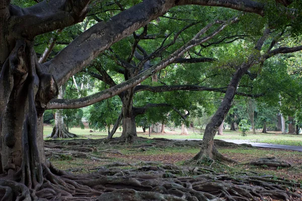 Las raíces del viejo árbol en el parque — Foto de Stock