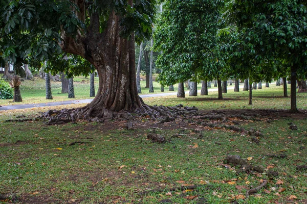 Las raíces del viejo árbol en el parque —  Fotos de Stock