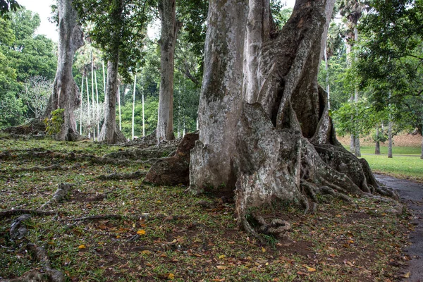 Le radici del vecchio albero nel parco — Foto Stock