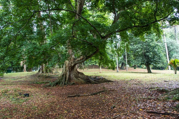 Bellissimo parco verde a Dambulla — Foto Stock