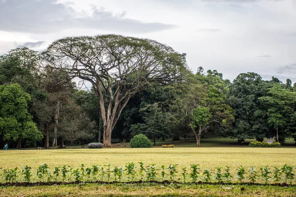 Belo parque verde em Dambulla — Fotografia de Stock