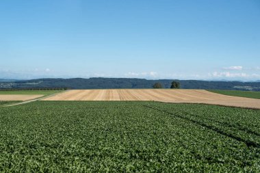 Yeşil güzel kırsal alan.
