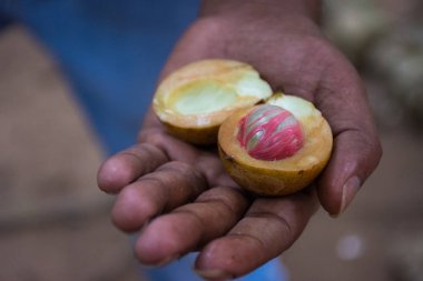 Küçük Hindistan cevizi bölümünde Palm'da