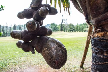 Bir ağaç üzerinde yeşil Hindistan cevizi