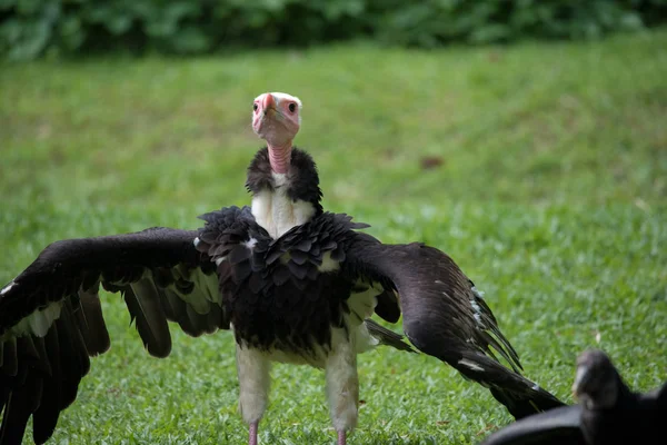 Cuello negro con alas abiertas en parque de aves jurong —  Fotos de Stock