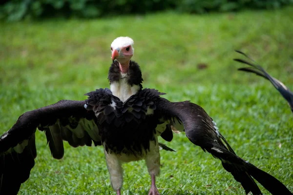 Cuello negro con alas abiertas en parque de aves jurong —  Fotos de Stock