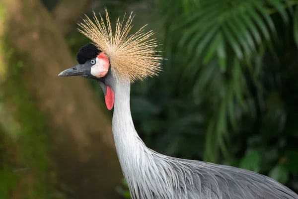 Grúa coronada negra —  Fotos de Stock