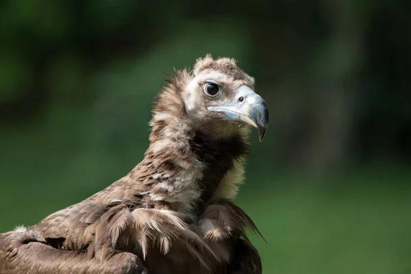 Kopf eines Adlers aus nächster Nähe — Stockfoto