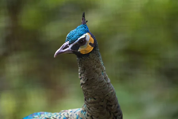 Primer plano de la cabeza de pavo real en parque de aves jurong —  Fotos de Stock