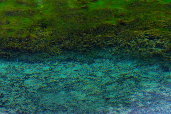 Algae in the water — Stock Photo, Image