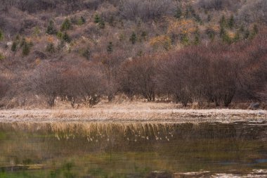 Kuru bitki örtüsü ile su görünümünü