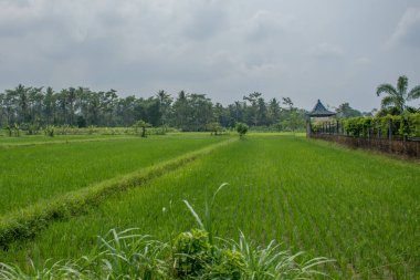 Yogyakarta mavi gökyüzünde üzerinde palmiye ağaçları arasında yeşil alan