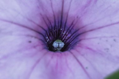 Bahçeleri tarafından Bay closeup mor Petunya