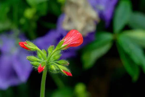 Fiore fiorito rosso . — Foto Stock
