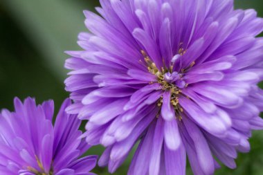 Mor çiçek bahçeleri tarafından Bay portre