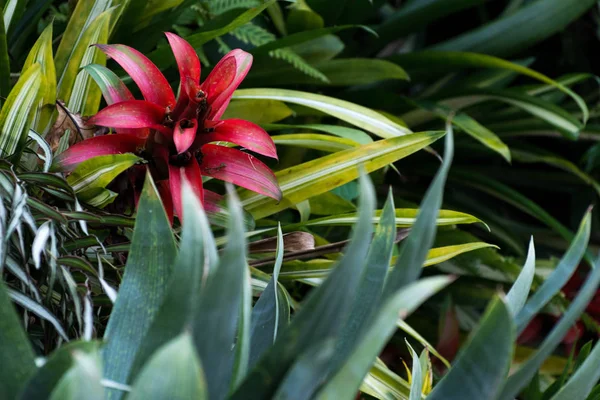 Fleur de bromélie en fleurs. Vue rapprochée de la fleur de bromélie rouge. Fleur tropicale sur fond de feuilles vertes — Photo