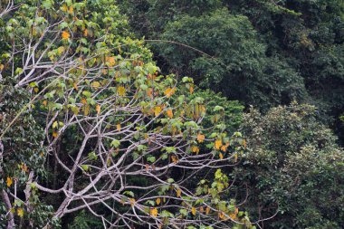 Yoğun bir tropikal orman görünümünü.