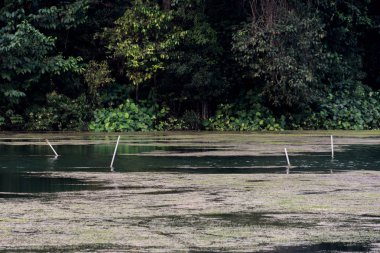 Bataklık. MacRitchie rezervuar park Singapur