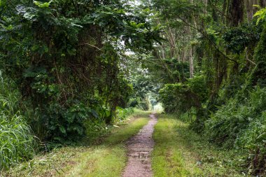 Orman yolu. Kirli bir yolun ortasında ağaç ve ot. Orman yolu