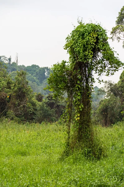 Madera cubierta con una planta de tejido . — Foto de Stock