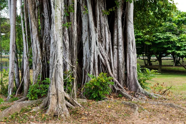 A banyan sűrű bozótos látképe. — Stock Fotó