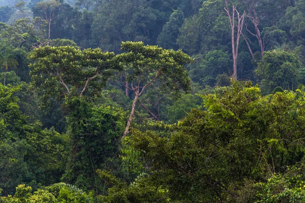 Vista de un denso bosque tropical. Árboles altos cubiertos de plantas tejedoras en el fondo del bosque . — Foto de Stock