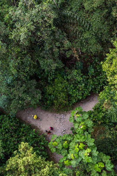 Vista desde lo alto a un sendero en el bosque. Parque de embalses Macritchie Singapur — Foto de Stock