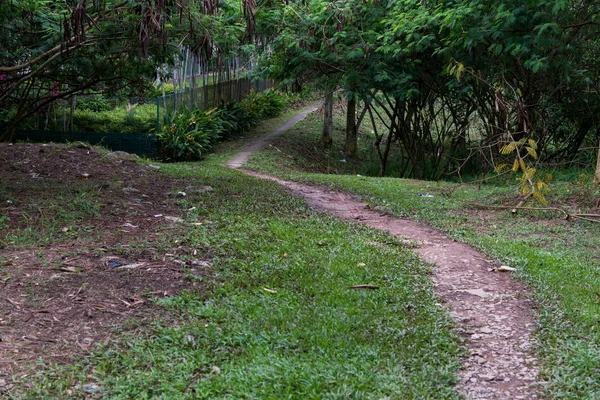 Camino en el bosque. Un camino de tierra en medio de árboles y hierba. Camino en el bosque — Foto de Stock