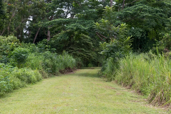 Sentiero nella foresta. Una strada sterrata tra alberi ed erba. Percorso nella foresta — Foto Stock
