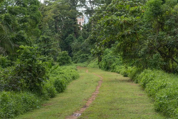Sentiero nella foresta. Una strada sterrata tra alberi ed erba. Percorso nella foresta — Foto Stock