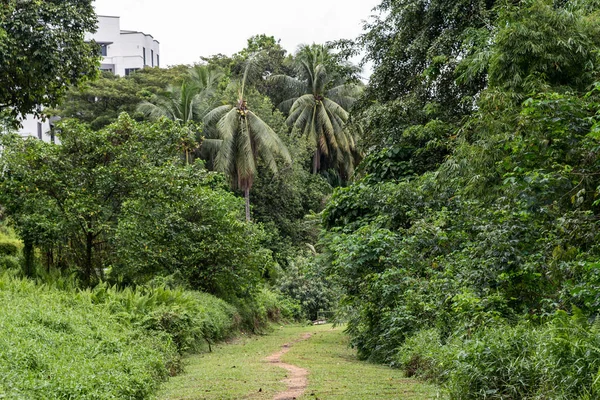 Sentiero nella foresta. Una strada sterrata tra alberi ed erba. Percorso nella foresta — Foto Stock