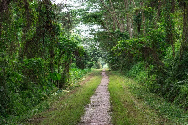 Út az erdőben. Egy földút, fák és a fű. Út az erdőben — Stock Fotó