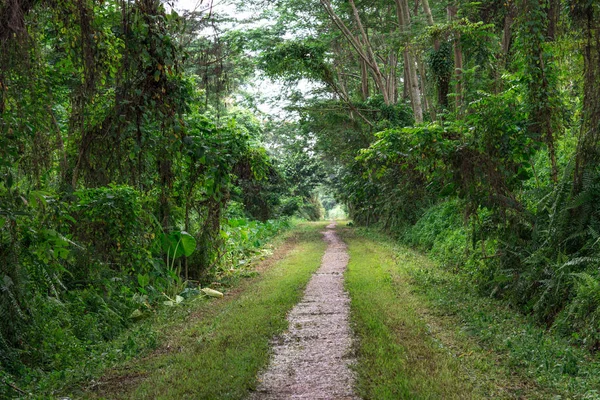 Weg im Wald. ein Feldweg inmitten von Bäumen und Gras. Pfad im Wald — Stockfoto