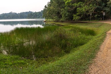 MacRitchie rezervuar su parkı Singapur yukarıda