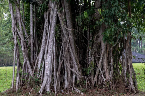 Vista di boscaglie dense di banyan . — Foto Stock