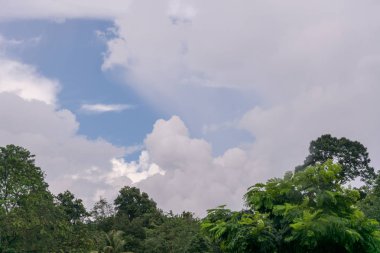 Bulutların üzerinde yeşil ağaçlar mavi gökyüzünde görünümünü. MacRitchie rezervuar park Singapur