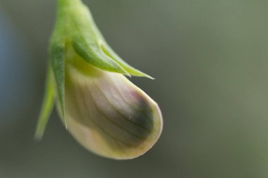 Farklı çiçek ve bitki çiçek kubbe Singapur